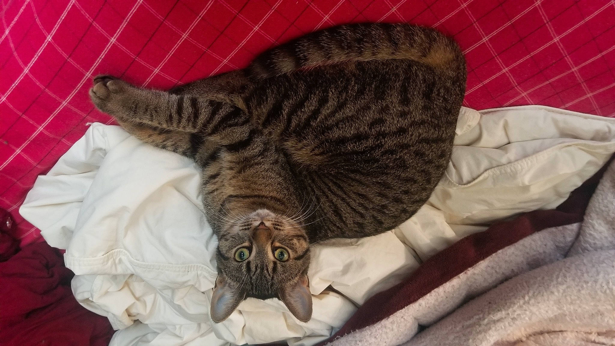 Beans is registered to the contest to win money with this photo: bag, carnivore, cat, cat_bed, claw, comfort, domestic_short_haired_cat, felidae, fur, grey, hat, knitting, linens, nap, sleep, small_to_medium_sized_cats, tail, terrestrial_animal, whiskers, woolen