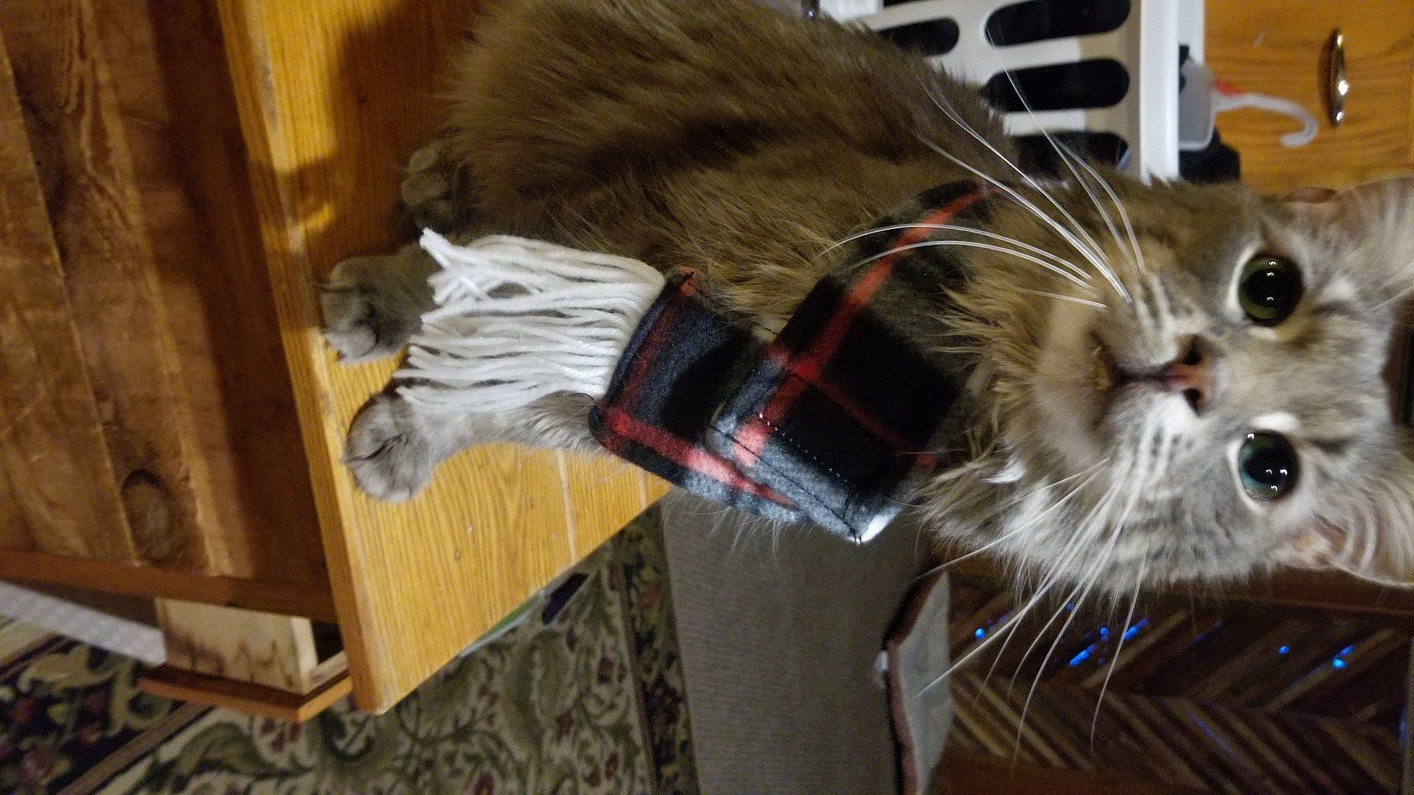 Herbie joined the competition — help win amazing prizes! carnivore, cat, claw, collar, domestic_short_haired_cat, drinking, fashion_accessory, felidae, fur, glass, hardwood, paw, small_to_medium_sized_cats, snout, tail, whiskers, wire, wood