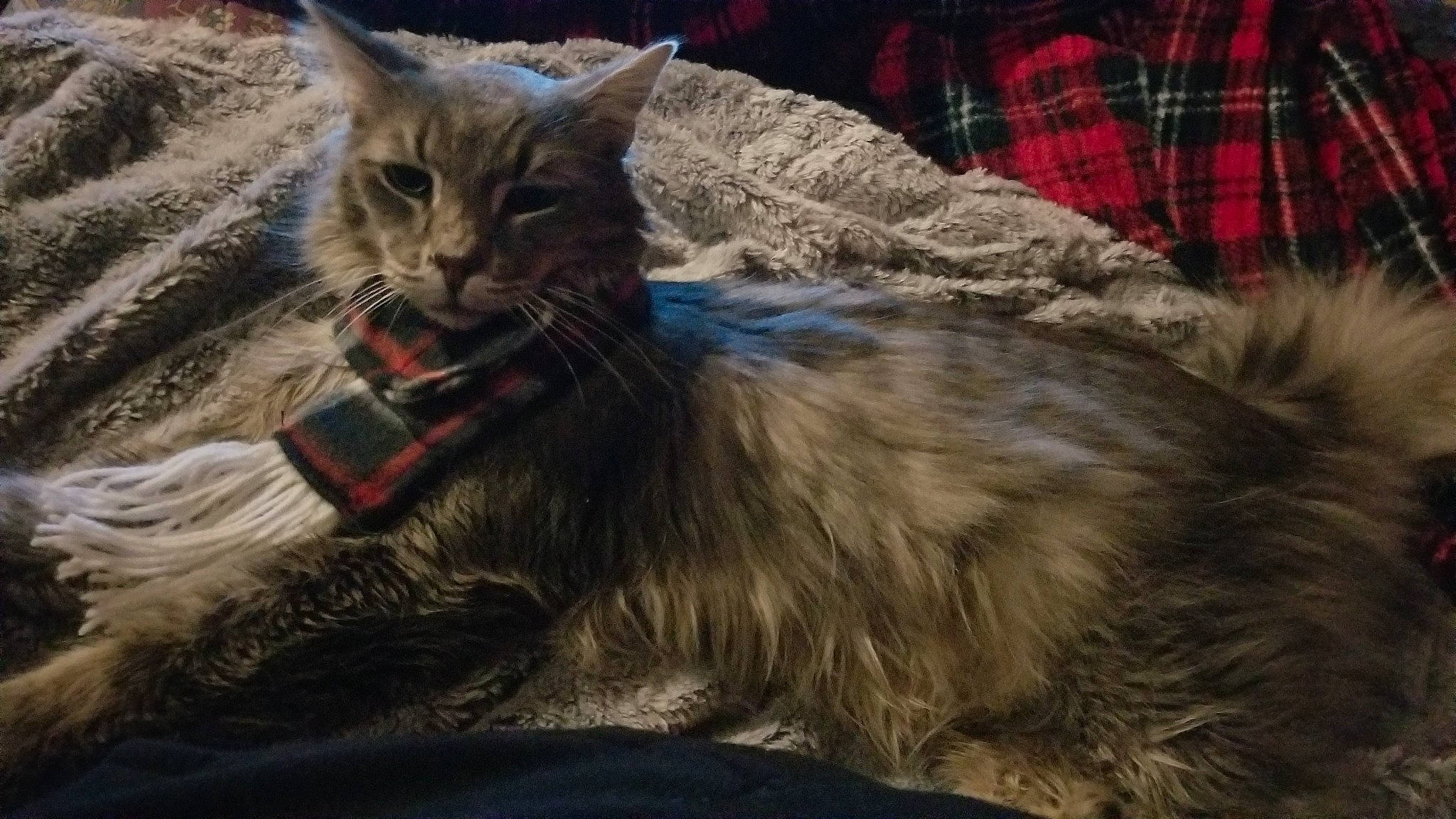 Herbie joined the competition — help win amazing prizes! carnivore, cat, claw, comfort, domestic_short_haired_cat, fawn, felidae, fur, pattern, paw, plaid, plant, sitting, small_to_medium_sized_cats, snout, tail, tartan, terrestrial_animal, tree, whiskers