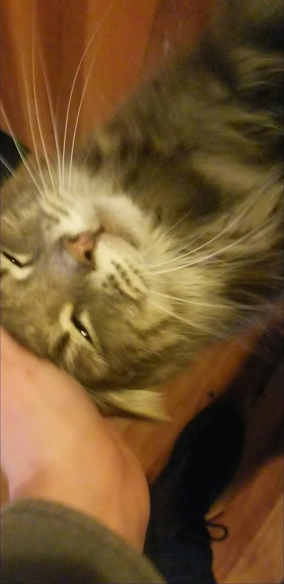 Herbie is registered to the contest to win money with this photo: carnivore, cat, claw, comfort, domestic_short_haired_cat, ear, eye, fawn, felidae, fur, gesture, head, nail, nap, paw, sleep, small_to_medium_sized_cats, snout, whiskers, wildlife