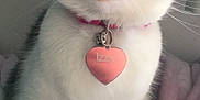 Izzy is registered to the contest to win money with this photo: cat, pet, collar, tag, heart_shaped_tag, green_eyes, whiskers, fur, tabby, white_fur, pink_collar, bed, blanket, indoor, close_up, cute, animal, domestic_cat, feline, curious