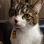 Izzy is registered to the contest to win money with this photo: cat, tabby, white_fur, green_eyes, pet, indoor, collar, bell, portrait, close_up, whiskers, ears, feline, animal, domestic, curious, soft_light, background_blur, face, sitting