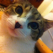 Izzy joined the competition — help win amazing prizes! cat, close_up, indoor, pet, animal, whiskers, fur, curious, face, pink_nose, wide_eyes, domestic, tabby, white_fur, head_tilt, cozy, blurred_background, household, portrait, feline