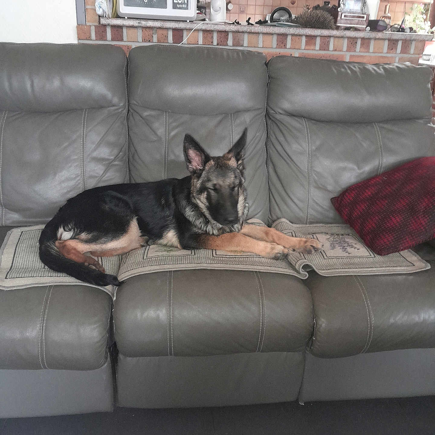 Dupont Muguette a rejoint le concours — aidez-le/la à gagner de superbes lots ! animal, brick_wall, calendar, canine, clock, couch, decor, dog, furniture, german_shepherd, home, indoor, leather, living_room, pet, pillow, relaxed, resting, rug, stretching