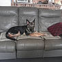 brick_wall, calendar, clock, couch, cozy, dog, furniture, german_shepherd, home, indoor, leather, living_room, mat, pet, pillow, plant, puppy, relaxed, sleeping, wooden_cabinet