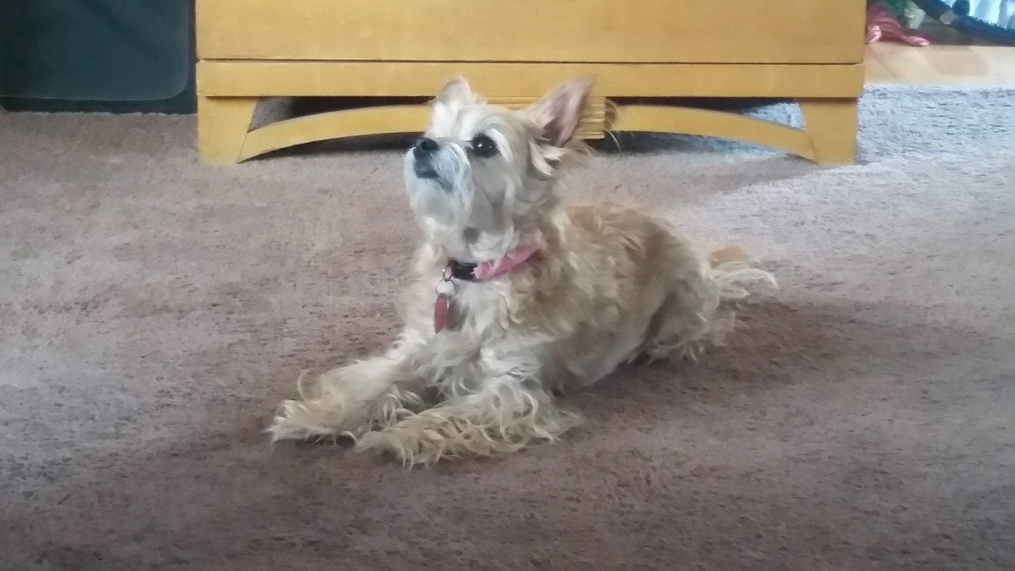 Bunny is registered to the contest to win money with this photo: carnivore, companion_dog, dog, dog_breed, dog_supply, floor, flooring, fur, hardwood, non_sporting_group, paw, small_terrier, tail, terrier, toy_dog, wood, working_animal