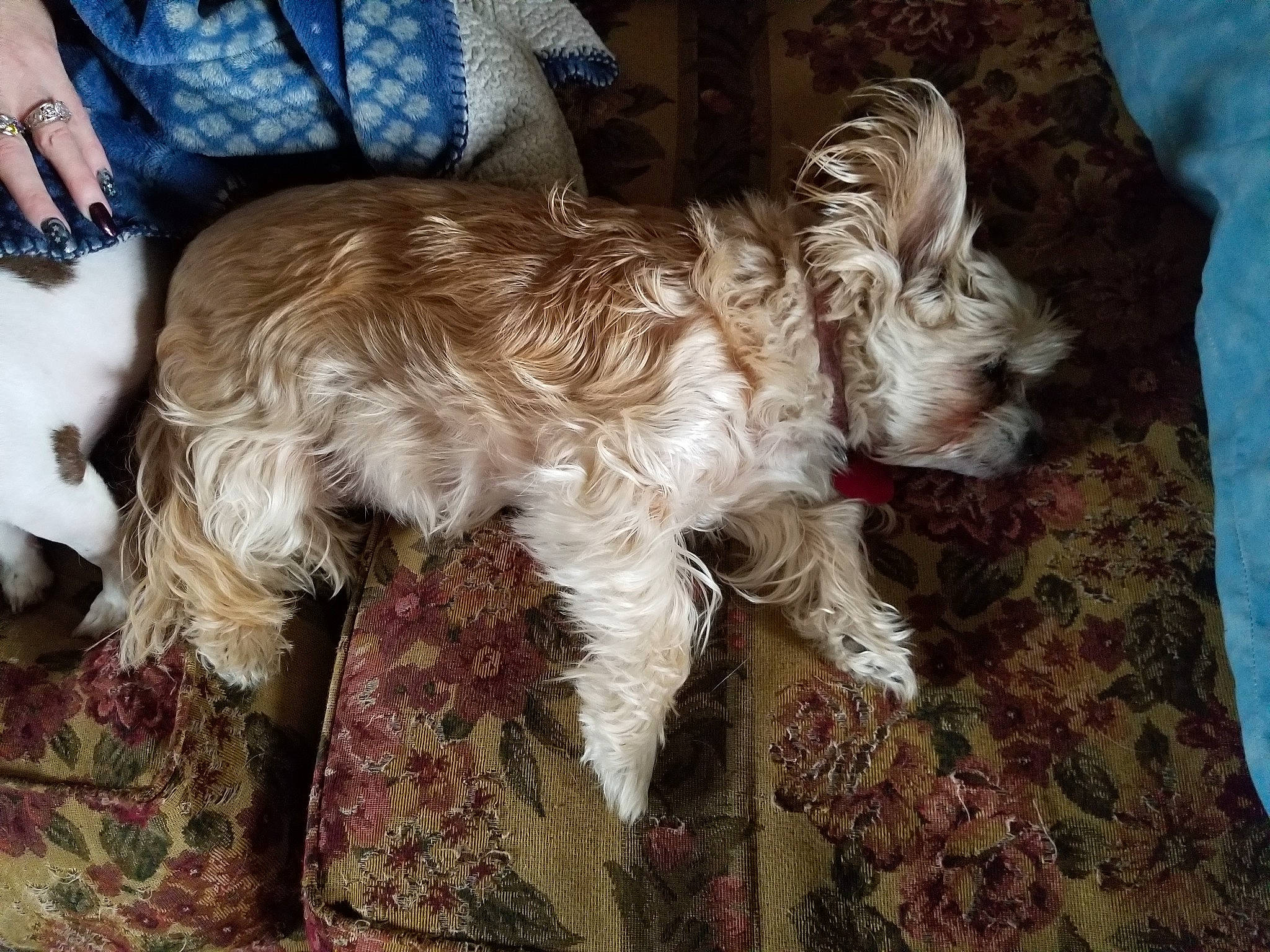 Bunny is registered to the contest to win money with this photo: canidae, carnivore, companion_dog, dog, dog_breed, dog_collar, fur, liver, schnauzer, small_terrier, sporting_group, terrier, toy_dog, working_animal