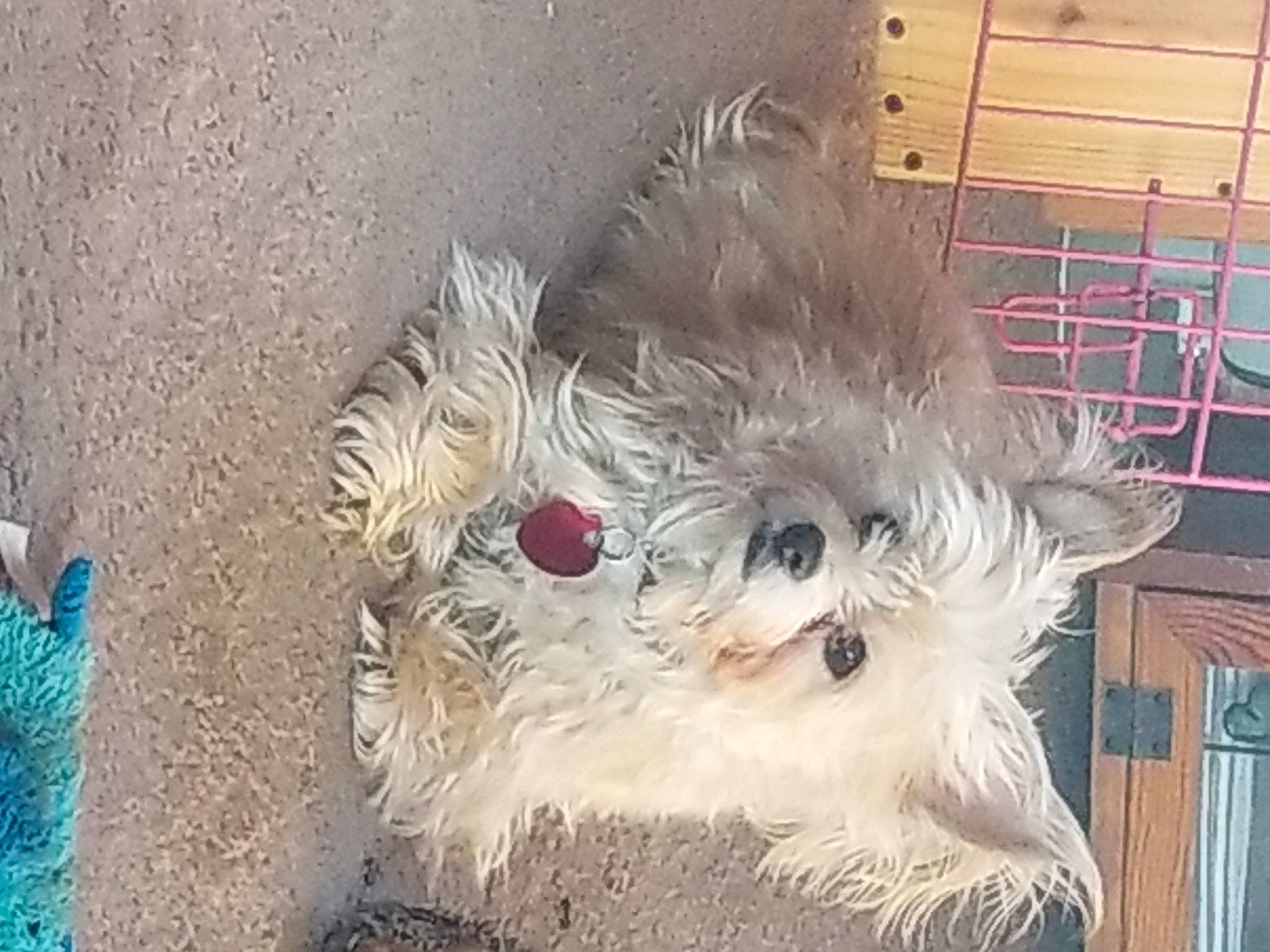 Bunny joined the competition — help win amazing prizes! art, canidae, carnivore, companion_dog, dog, dog_breed, fawn, felidae, fur, maltepoo, non_sporting_group, small_terrier, snout, sporting_group, terrier, toy_dog, visual_arts, whiskers, working_animal