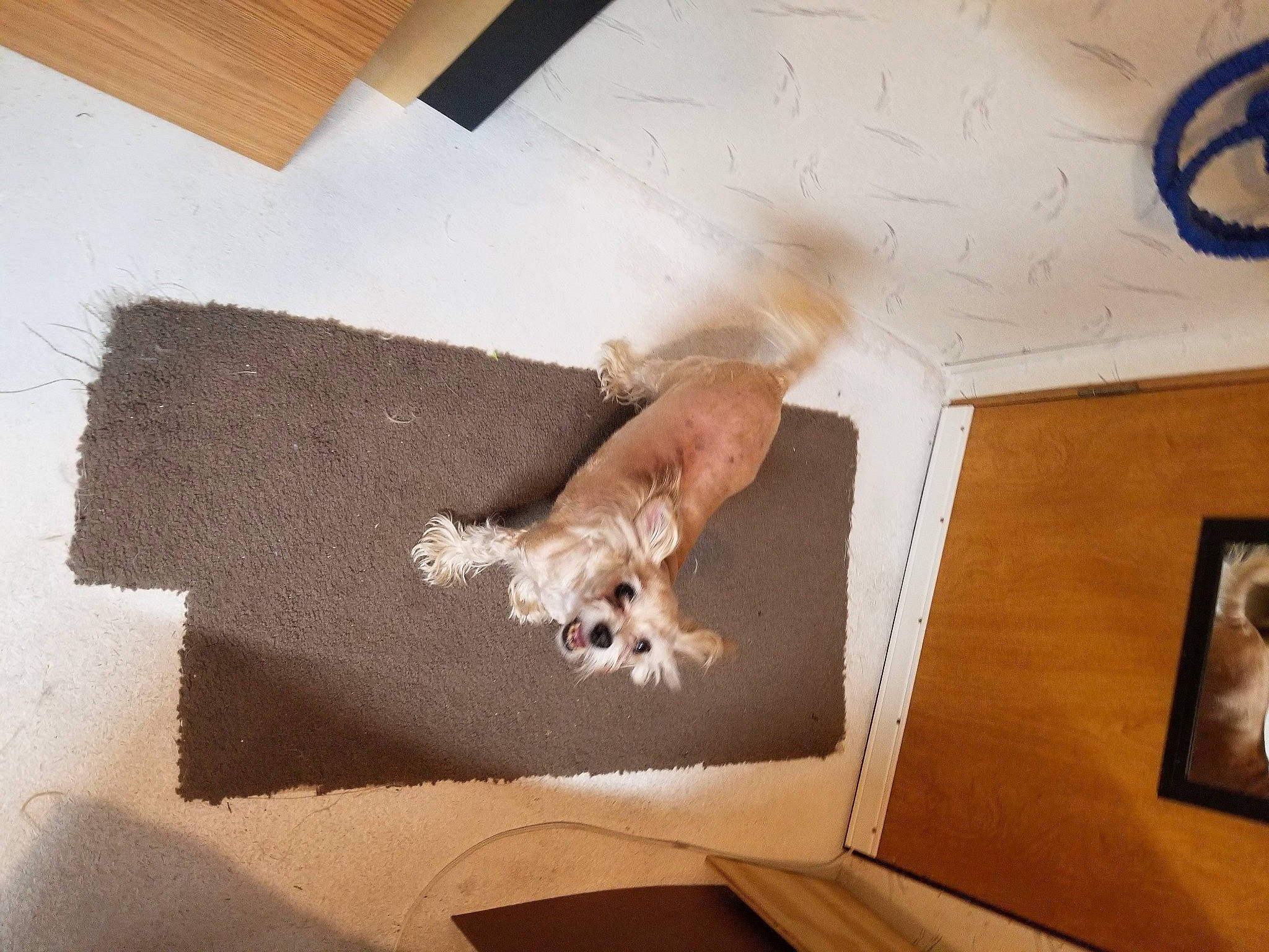 Bunny joined the competition — help win amazing prizes! brown, carnivore, comfort, companion_dog, couch, dog, dog_breed, fawn, felidae, floor, flooring, hardwood, house, linens, room, small_to_medium_sized_cats, tail, toy_dog, wood, working_animal