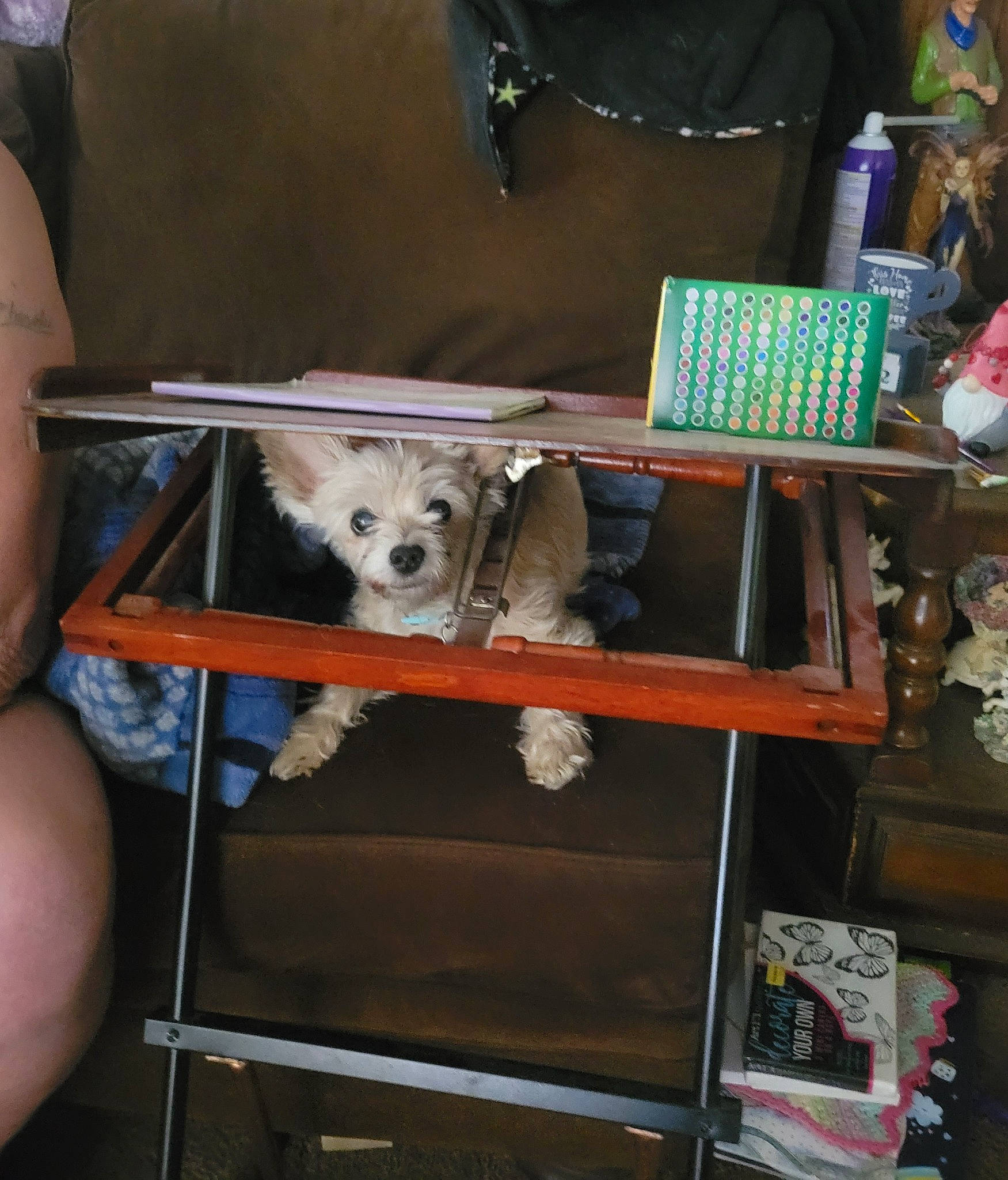 Bunny joined the competition — help win amazing prizes! carnivore, companion_dog, dog, dog_breed, fashion_accessory, fawn, fur, metal, non_sporting_group, room, snout, souvenir, sporting_group, toy_dog, working_animal