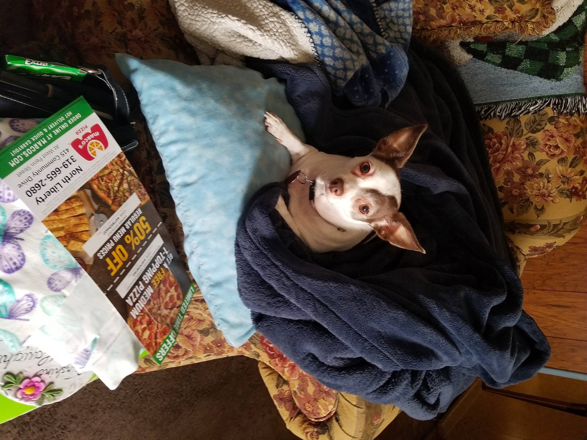 Cuddles is registered to the contest to win money with this photo: carnivore, comfort, companion_dog, couch, dog, dog_breed, dog_supply, fawn, felidae, fur, linens, mammal, publication, room, russkiy_toy, textile, toy_dog, whiskers, wood, working_animal