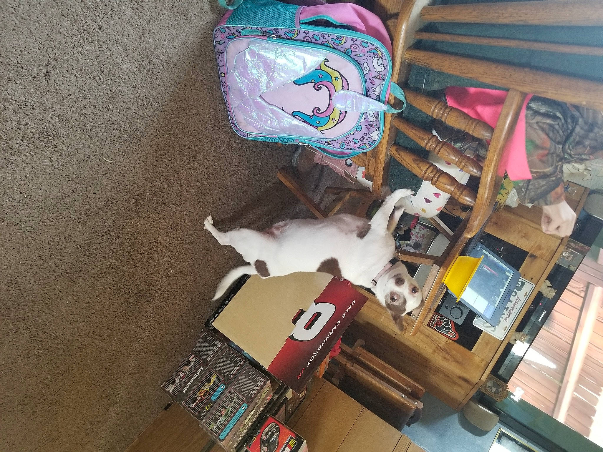 Cuddles joined the competition — help win amazing prizes! art, bag, flooring, hardwood, hat, linens, musical_instrument, room, toy, visual_arts, wood