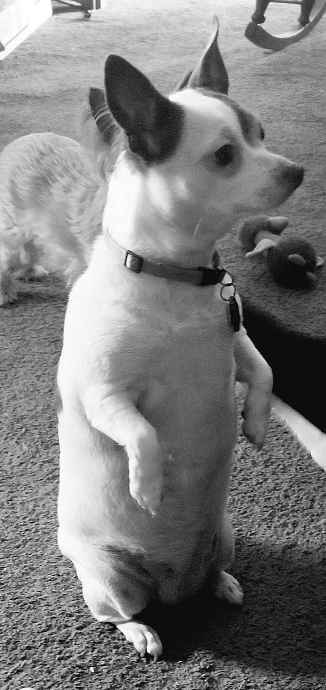 Cuddles joined the competition — help win amazing prizes! black, black_and_white, carnivore, collar, companion_dog, dog, dog_breed, dog_collar, fawn, gesture, monochrome, monochrome_photography, photograph, snapshot, snout, style, trunk, whiskers, white, working_animal