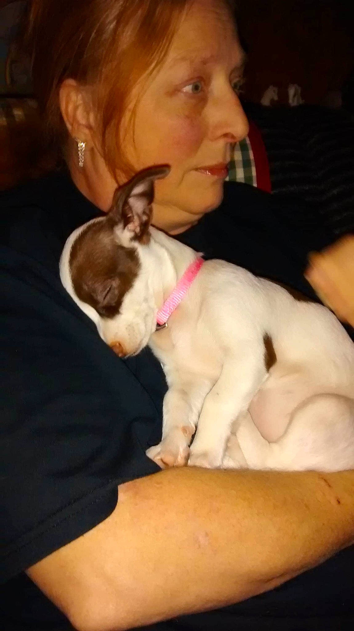 Cuddles joined the competition — help win amazing prizes! abdomen, canidae, carnivore, comfort, companion_dog, dog, dog_breed, ear, elbow, fawn, felidae, fur, head, human_leg, lap, snout, sporting_group, thigh, trunk, whiskers