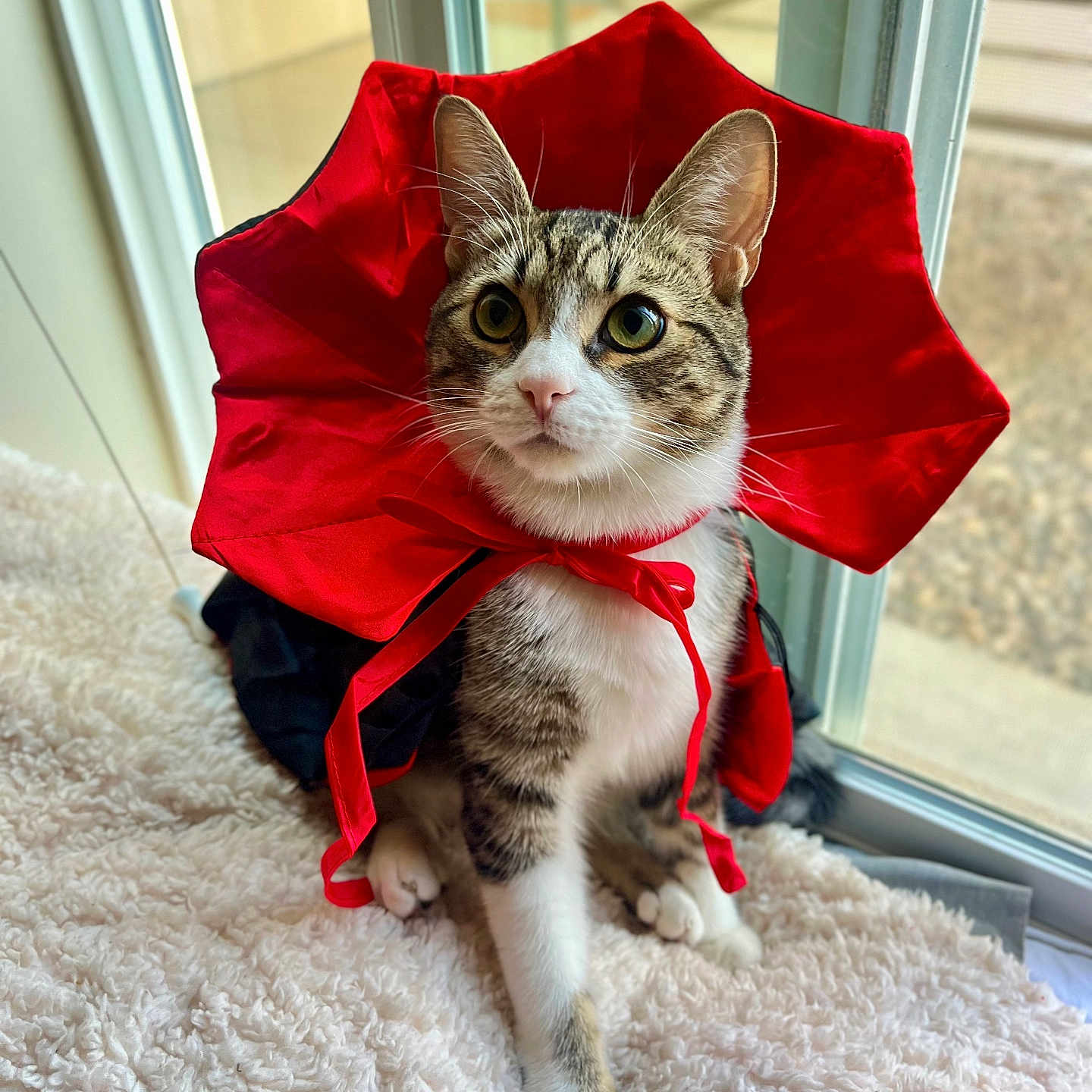 Brawny Ashmour joined the competition — help win amazing prizes! animal, cat, close_up, costume, curious, cute, domestic_cat, fancy_dress, feline, fluffy_blanket, indoor, natural_light, pet, portrait, red_collar, sitting, soft_texture, tabby_cat, whiskers, window