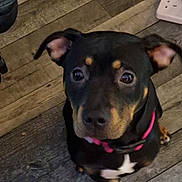 Peaches is registered to the contest to win money with this photo: alert, animal, black_dog, brown_markings, canine, collar, companion, curious, cute, dog, domestic_animal, ears, face, floor, indoor, looking_up, paw, pet, wooden_floor, young_dog