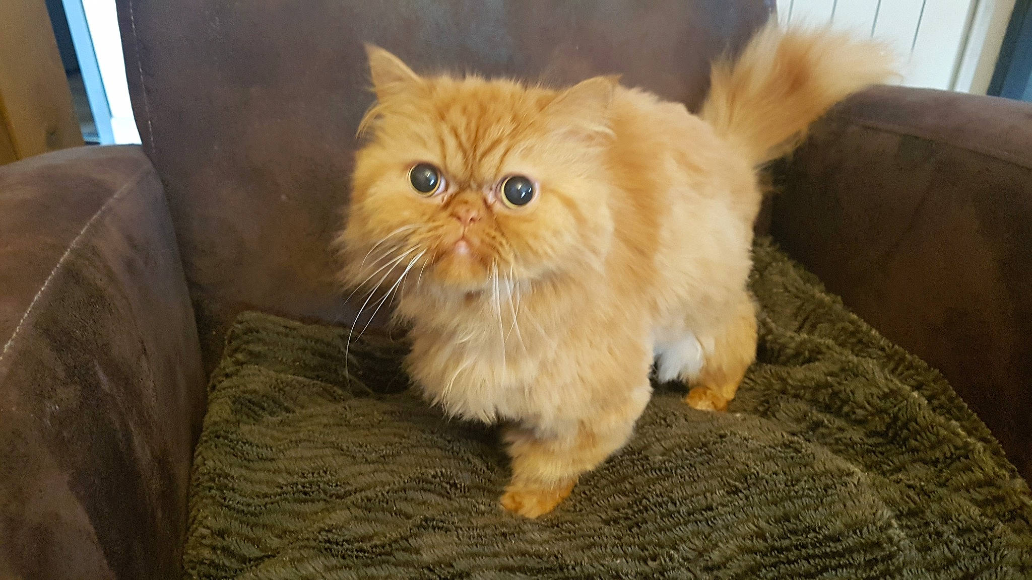 Flamby participe au concours pour gagner de l'argent avec cette photo : asian_semi_longhair, british_longhair, british_semi_longhair, carnivore, cat, domestic_long_haired_cat, eye, fawn, felidae, fur, kitten, mammal, munchkin, napoleon_cat, organism, persian, small_to_medium_sized_cats, snout, vertebrate, whiskers