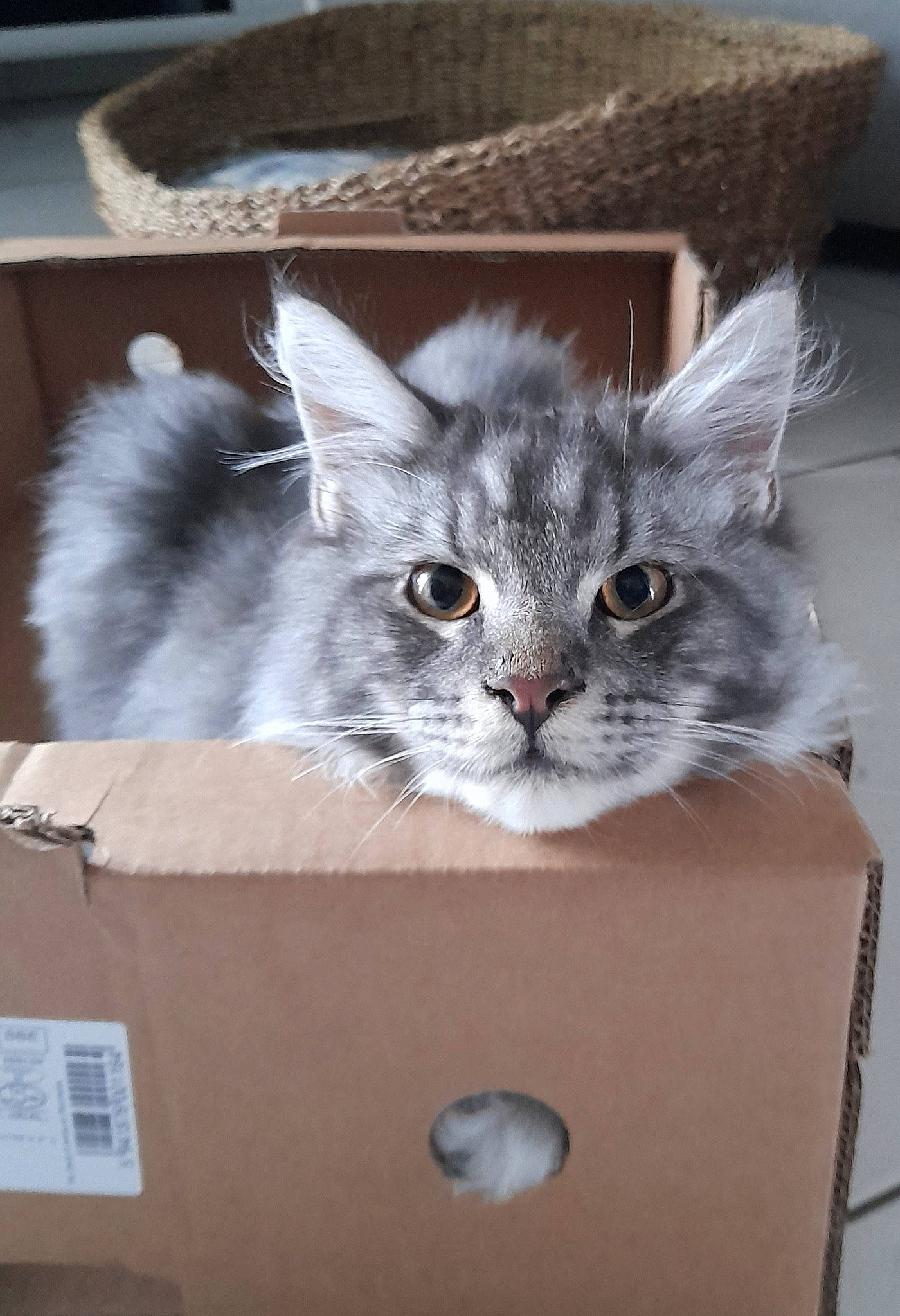 Unik participe au concours pour gagner de l'argent avec cette photo : box, cardboard, carnivore, carton, cat, cat_supply, cat_toy, comfort, digital_video_recorder, domestic_short_haired_cat, felidae, fur, packaging_and_labeling, packing_materials, shipping_box, small_to_medium_sized_cats, whiskers