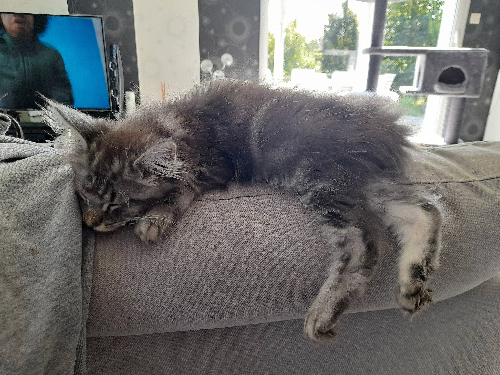Unik a rejoint le concours — aidez-le/la à gagner de superbes lots ! british_longhair, carnivore, cat, claw, comfort, companion_dog, couch, domestic_short_haired_cat, felidae, fur, grey, lap, maine_coon, nap, paw, plant, small_to_medium_sized_cats, tail, whiskers, window