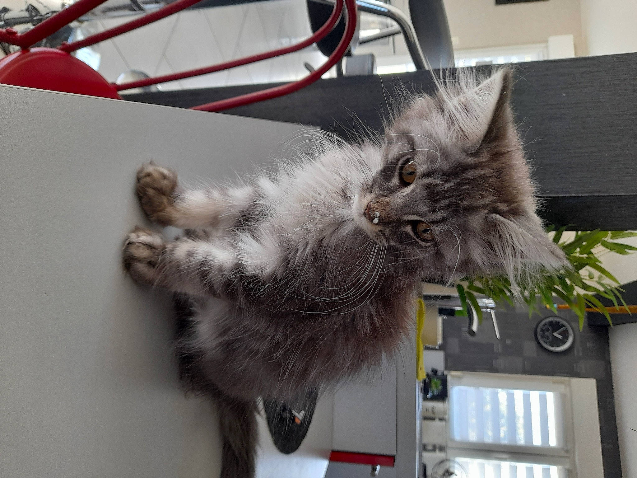 Unik a rejoint le concours — aidez-le/la à gagner de superbes lots ! box, carnivore, cat, claw, domestic_short_haired_cat, felidae, fur, grey, paw, small_to_medium_sized_cats, snout, tail, tire, whiskers