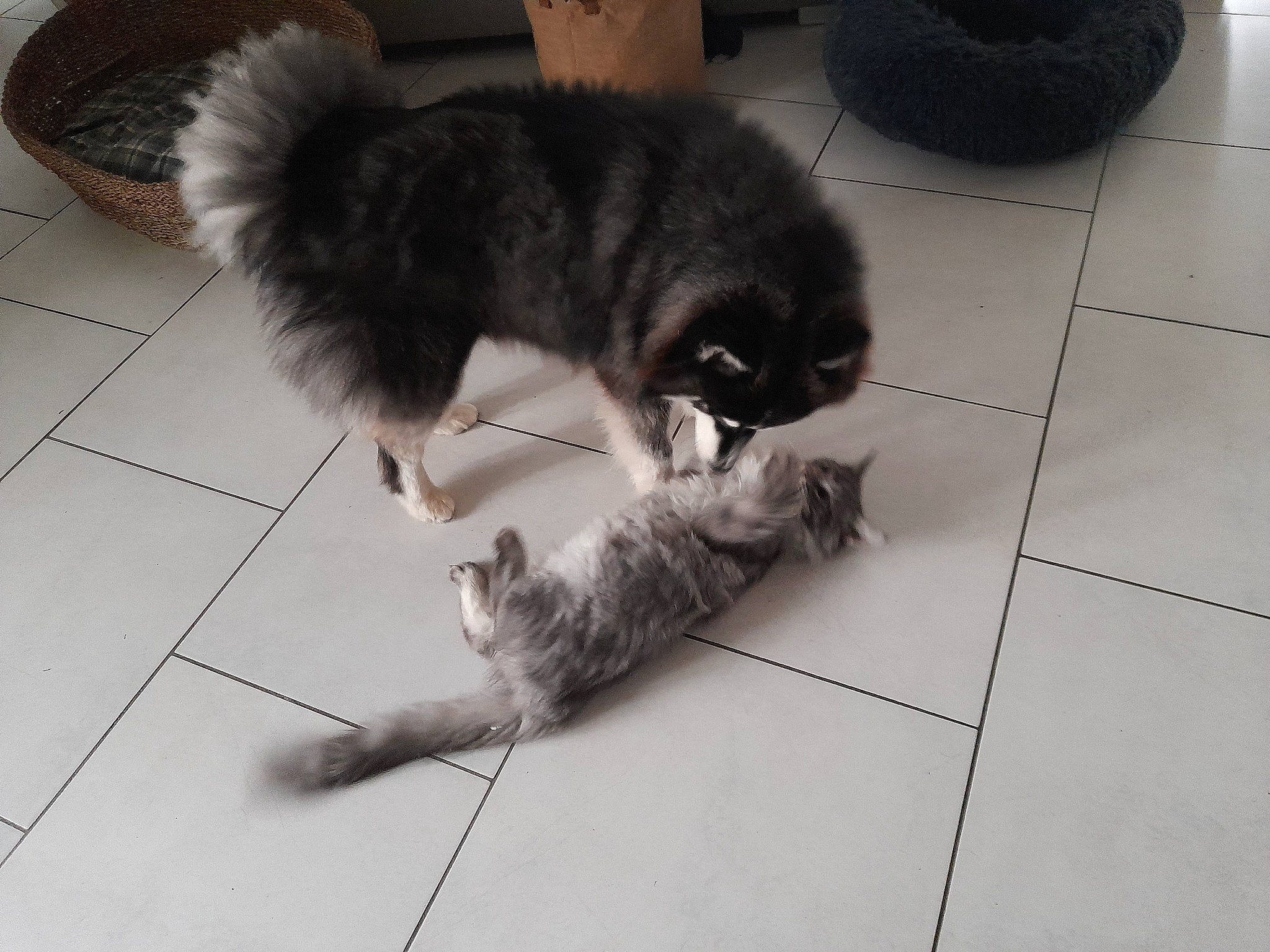 Unik a rejoint le concours — aidez-le/la à gagner de superbes lots ! canidae, carnivore, cat, claw, comfort, companion_dog, dog_breed, domestic_short_haired_cat, felidae, floor, flooring, fur, grey, hardwood, paw, small_to_medium_sized_cats, snout, sporting_group, tail, whiskers