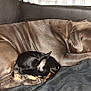 Chopper is registered to the contest to win money with this photo: dog, two_dogs, sleeping, couch, blanket, pillow, indoor, pet, cozy, resting, animal, fur, companion, relaxation, home, nap, friendship, brown, black, tan