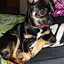 Chopper joined the competition — help win amazing prizes! dog, small_dog, black_dog, tan_markings, pet, indoor, blanket, cozy, ears_up, curious, collar, paw, snout, fur, animal, cute, companion, resting, alert, side_view