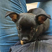 Chopper joined the competition — help win amazing prizes! puppy, dog, black_dog, jeans, person, lap, jacket, zipper, pet, animal, cute, small_dog, indoor, looking_up, fur, ears, nose, young_dog, sitting, companionship