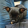 puppy, dog, black_dog, jeans, person, lap, jacket, zipper, pet, animal, cute, small_dog, indoor, looking_up, fur, ears, nose, young_dog, sitting, companionship