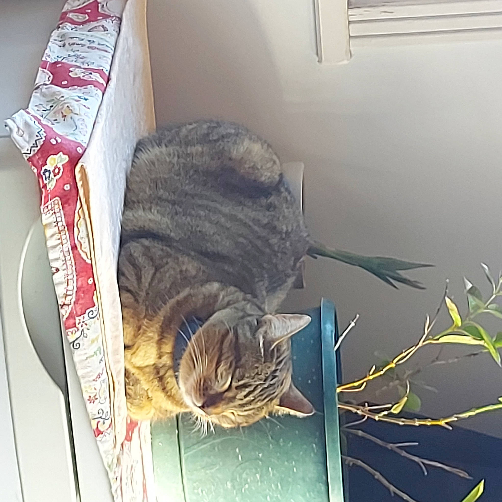 Rossette participe au concours pour gagner de l'argent avec cette photo : carmine, carnivore, cat, domestic_short_haired_cat, felidae, fur, houseplant, plant, small_to_medium_sized_cats, tail, terrestrial_animal, tree, twig, whiskers, window, window_blind