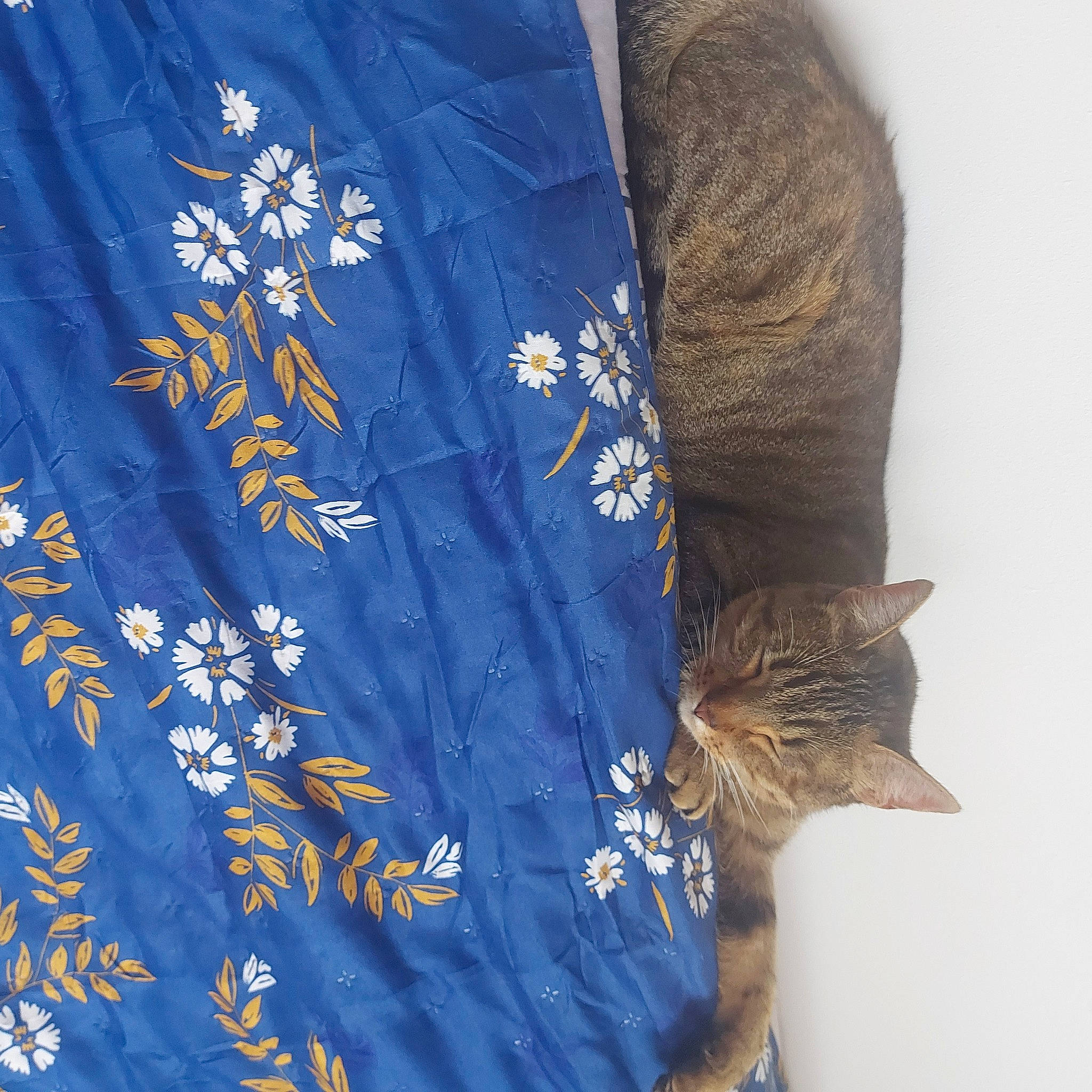 Rossette participe au concours pour gagner de l'argent avec cette photo : aqua, baby_toddler_clothing, cat, cocktail_dress, day_dress, denim, electric_blue, fashion_accessory, feather, felidae, fur, grey, linens, pattern, sleeve, small_to_medium_sized_cats, t_shirt, waist, whiskers, window