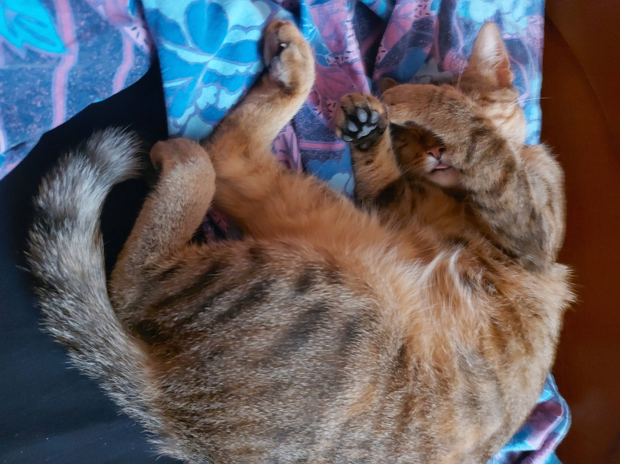 Rosette a rejoint le concours — aidez-le/la à gagner de superbes lots ! canidae, carnivore, cat, claw, comfort, domestic_short_haired_cat, fawn, felidae, fur, mammal, nap, paw, sleep, small_to_medium_sized_cats, snout, tail, tree, whiskers, wildlife