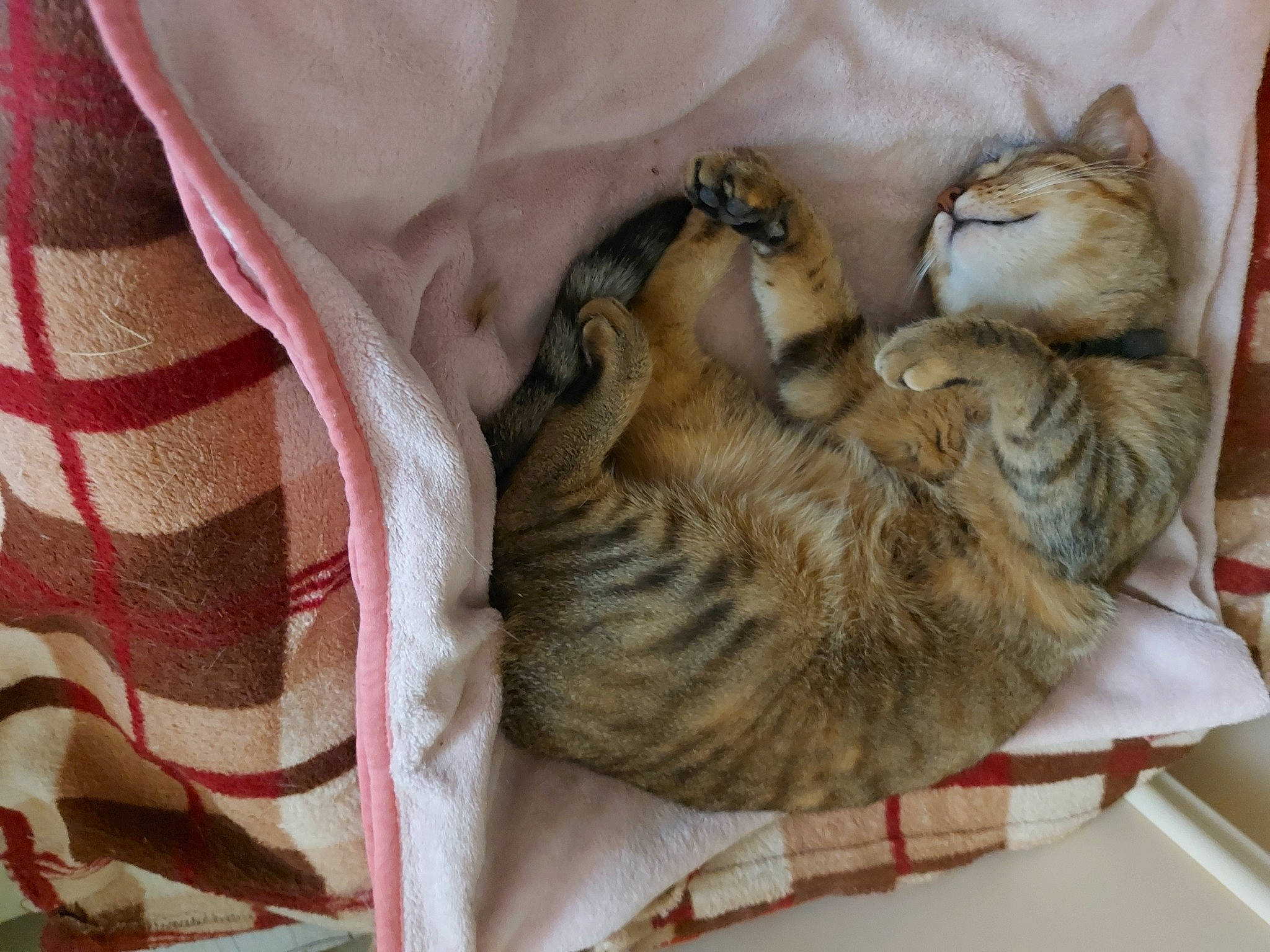 Rosette a rejoint le concours — aidez-le/la à gagner de superbes lots ! carnivore, cat, cat_bed, claw, comfort, domestic_short_haired_cat, fawn, felidae, fur, linens, nap, pattern, paw, sleep, small_to_medium_sized_cats, tail, whiskers