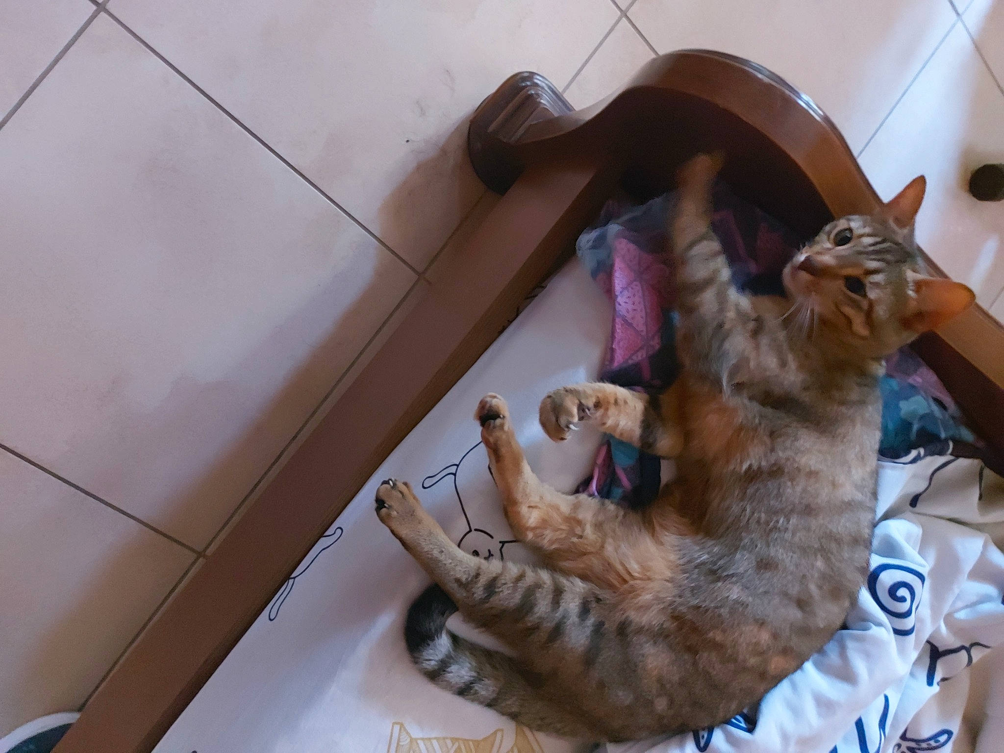 Rosette a rejoint le concours — aidez-le/la à gagner de superbes lots ! canidae, carnivore, cat, claw, comfort, companion_dog, dog_breed, domestic_short_haired_cat, fawn, felidae, flooring, fur, nap, paw, room, small_to_medium_sized_cats, sporting_group, tail, whiskers, wood