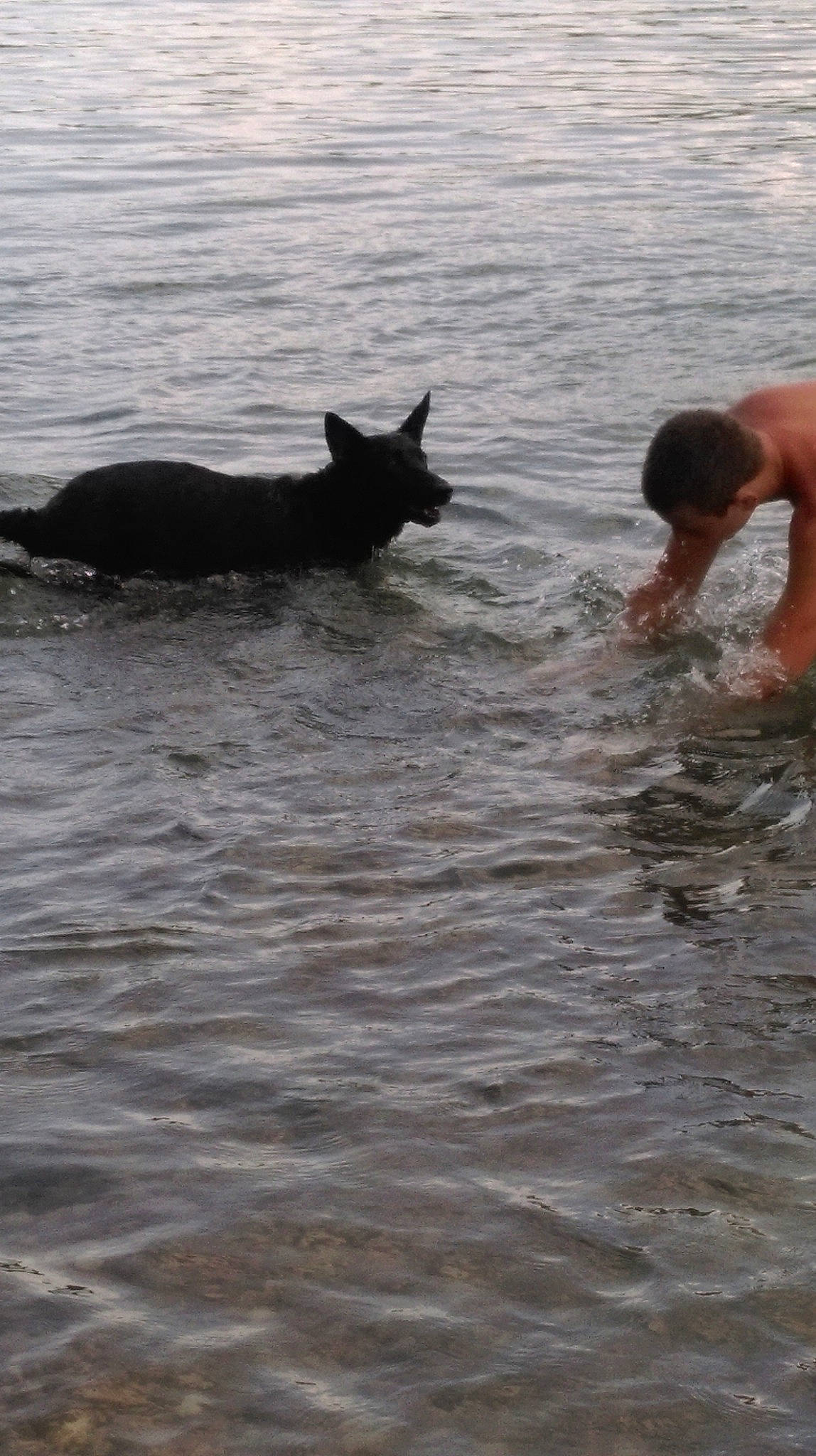 Jess participe au concours pour gagner de l'argent avec cette photo : canidae, carnivore, dog_breed, play, sea, tail, vacation, water