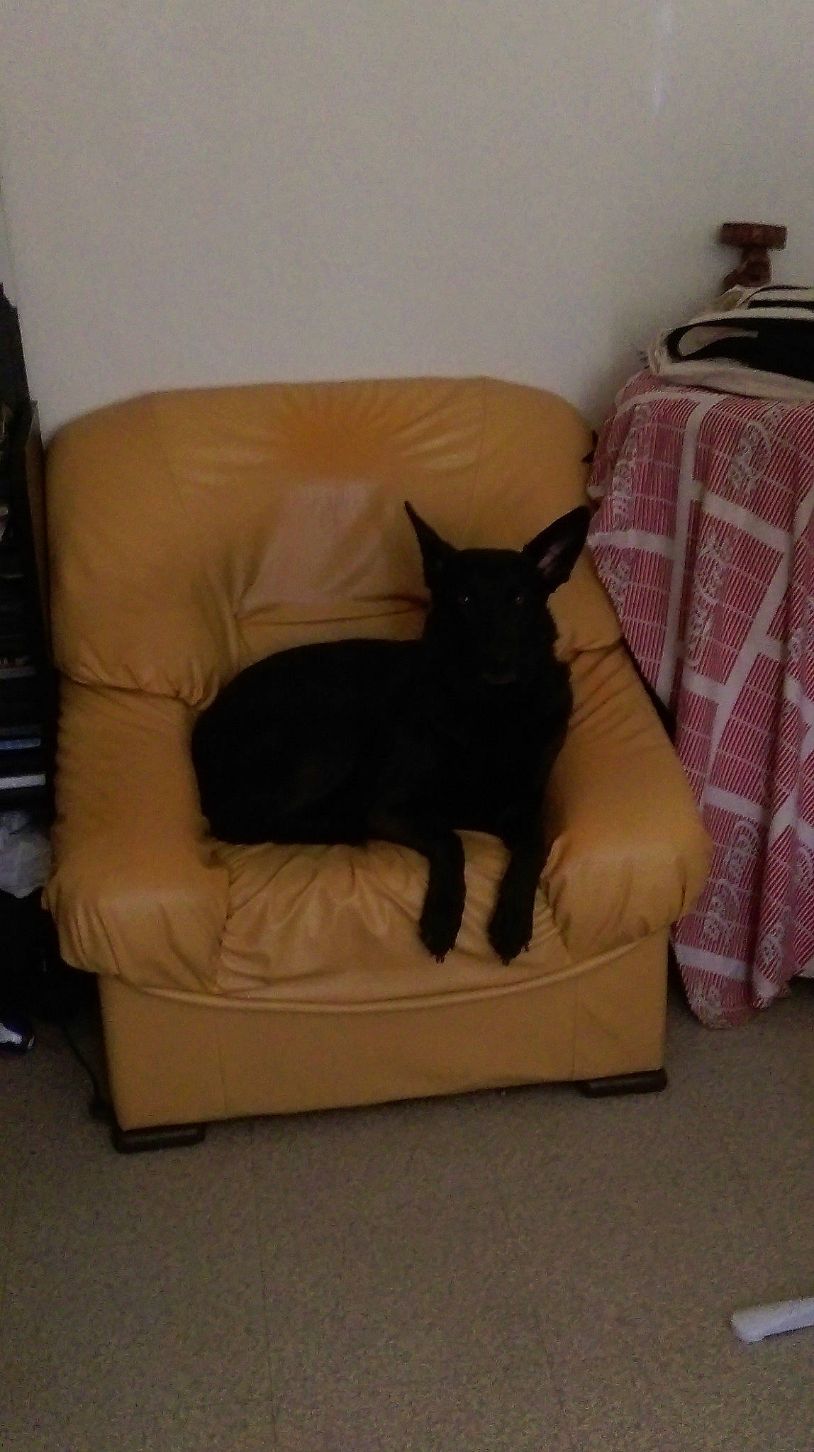 Jess a rejoint le concours — aidez-le/la à gagner de superbes lots ! black_cat, canidae, carnivore, cat, chair, comfort, couch, dog_breed, fawn, furniture, futon, room, schipperke, slipcover, tail