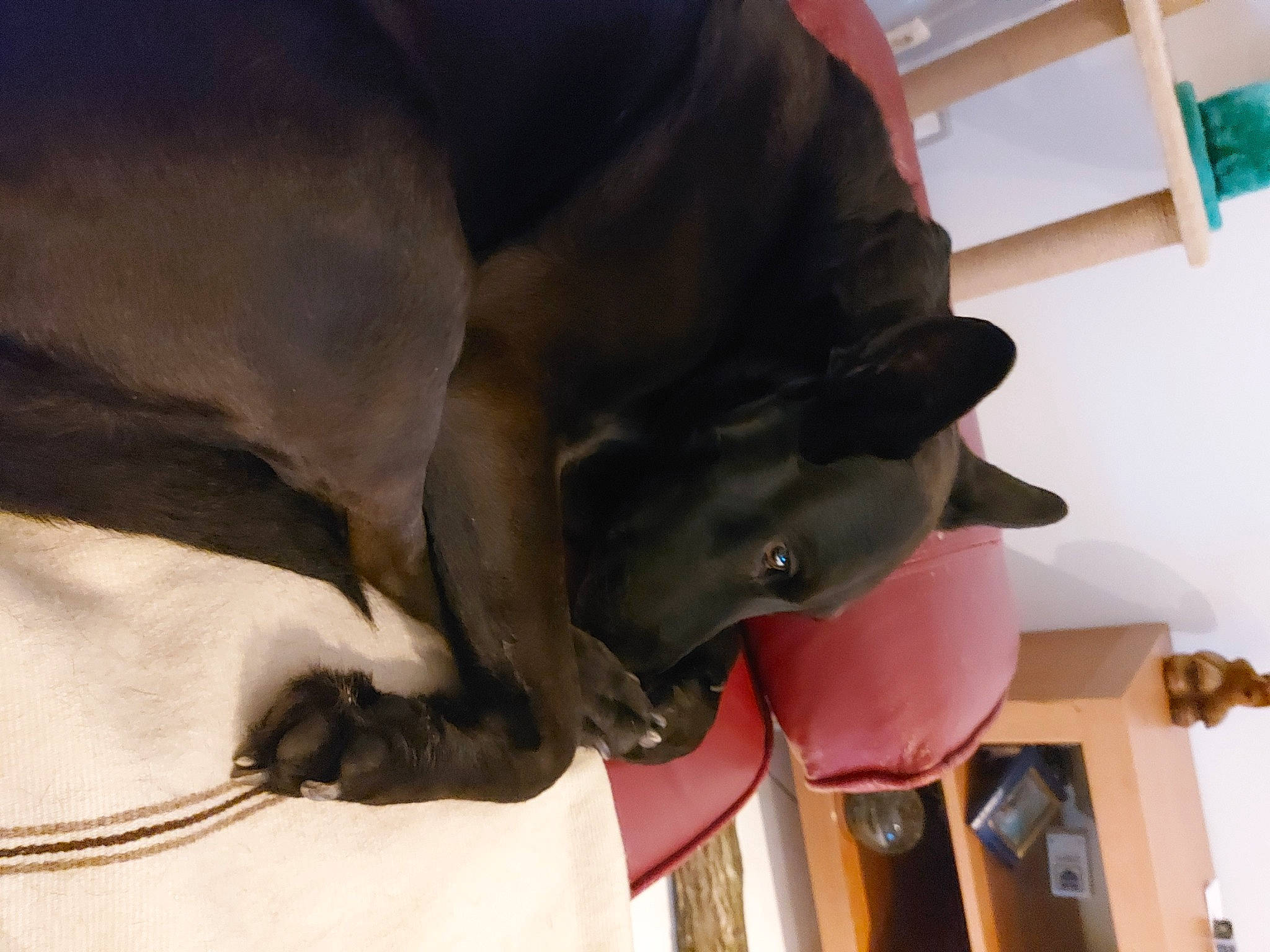 Jess participe au concours pour gagner de l'argent avec cette photo : canidae, carnivore, comfort, companion_dog, dog, dog_breed, dog_collar, dog_supply, fawn, fur, great_dane, guard_dog, hardwood, liver, snout, sporting_group, tail, weimaraner, whiskers, working_animal