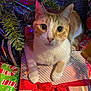 cat, celebration, christmas_gift, christmas_tree, closeup, cozy, curious, cute, domestic_animal, feline, festive, festive_lights, holiday_decorations, holiday_season, indoor, orange_cat, pet, red_bow, white_cat, wrapped_presents