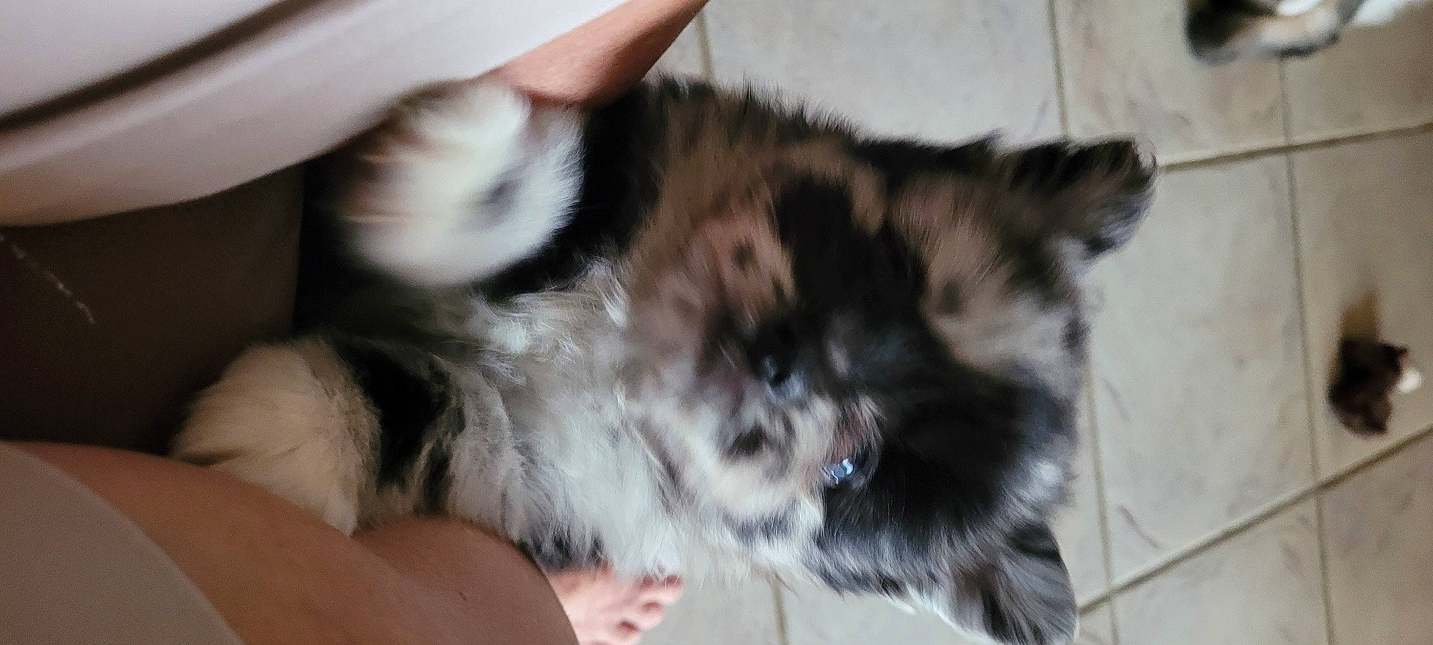 Bambam joined the competition — help win amazing prizes! canidae, carnivore, cat, claw, comfort, companion_dog, dog_breed, domestic_short_haired_cat, fawn, felidae, flooring, fur, hardwood, nap, paw, small_to_medium_sized_cats, snout, sporting_group, tail, whiskers