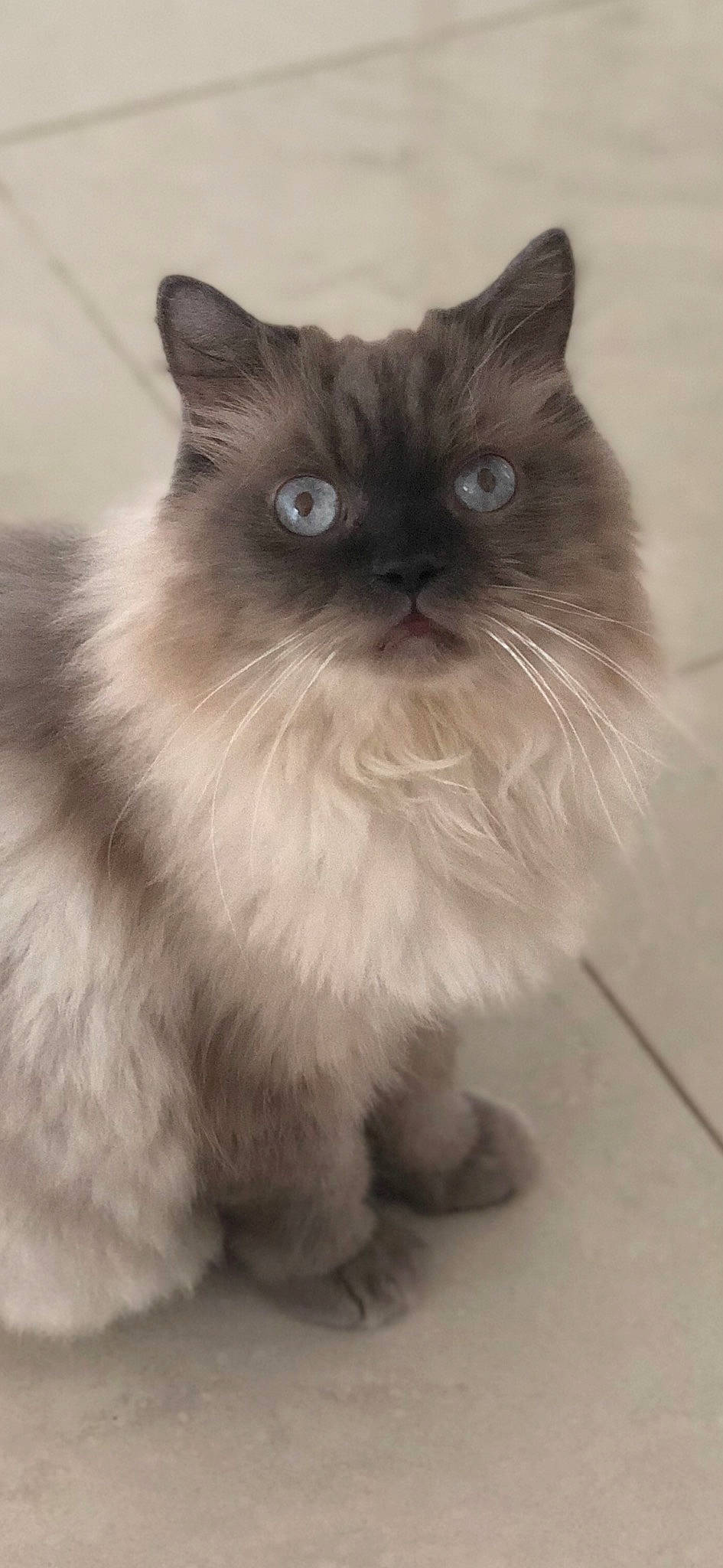 Banr is registered to the contest to win money with this photo: balinese, birman, box, british_longhair, carnivore, cat, fawn, felidae, flooring, fur, sitting, small_to_medium_sized_cats, snout, tail, thai, whiskers