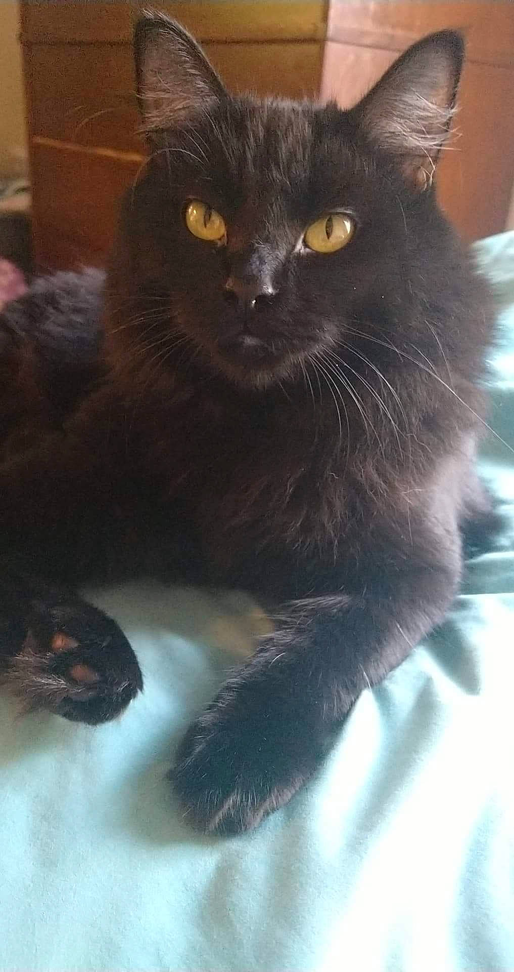 Charms is registered to the contest to win money with this photo: asian, black_cat, bombay, burmese, carnivore, cat, domestic_long_haired_cat, domestic_short_haired_cat, felidae, javanese, korat, mammal, nebelung, persian, polydactyl_cat, small_to_medium_sized_cats, snout, vertebrate, whiskers