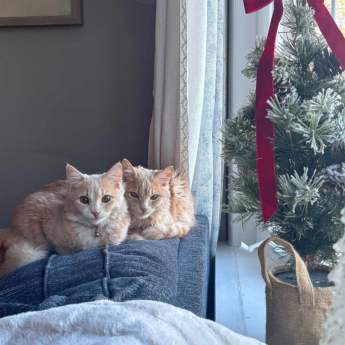 Cookie And Waffles is registered to the contest to win money with this photo: cat, cats, christmas_tree, cozy, curtains, cushion, cute, decor, feline, furry, ginger_cat, holiday, home, indoor, natural_light, pet, red_bow, resting, soft_texture, window