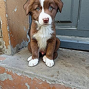 Rolling participe au concours pour gagner de l'argent avec cette photo : animal, background, brown, concrete, cute, dog, door, ears, fur, heterochromia, nostrils, outdoor, pet, puppy, sitting, snout, step, whiskers, white, young