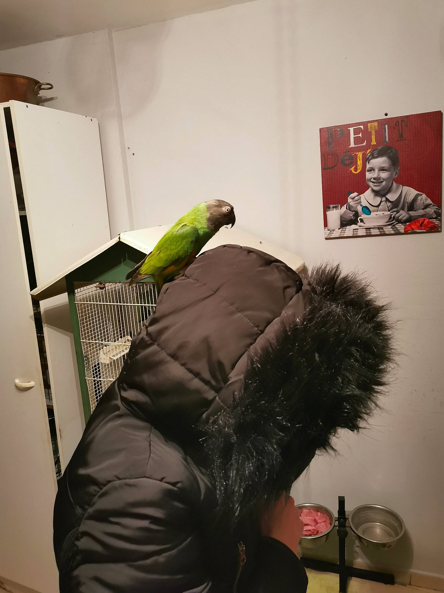 Loulou participe au concours pour gagner de l'argent avec cette photo : african_grey, bird, budgie, feather, furniture, joy, macaw, parakeet, parrot, person, room