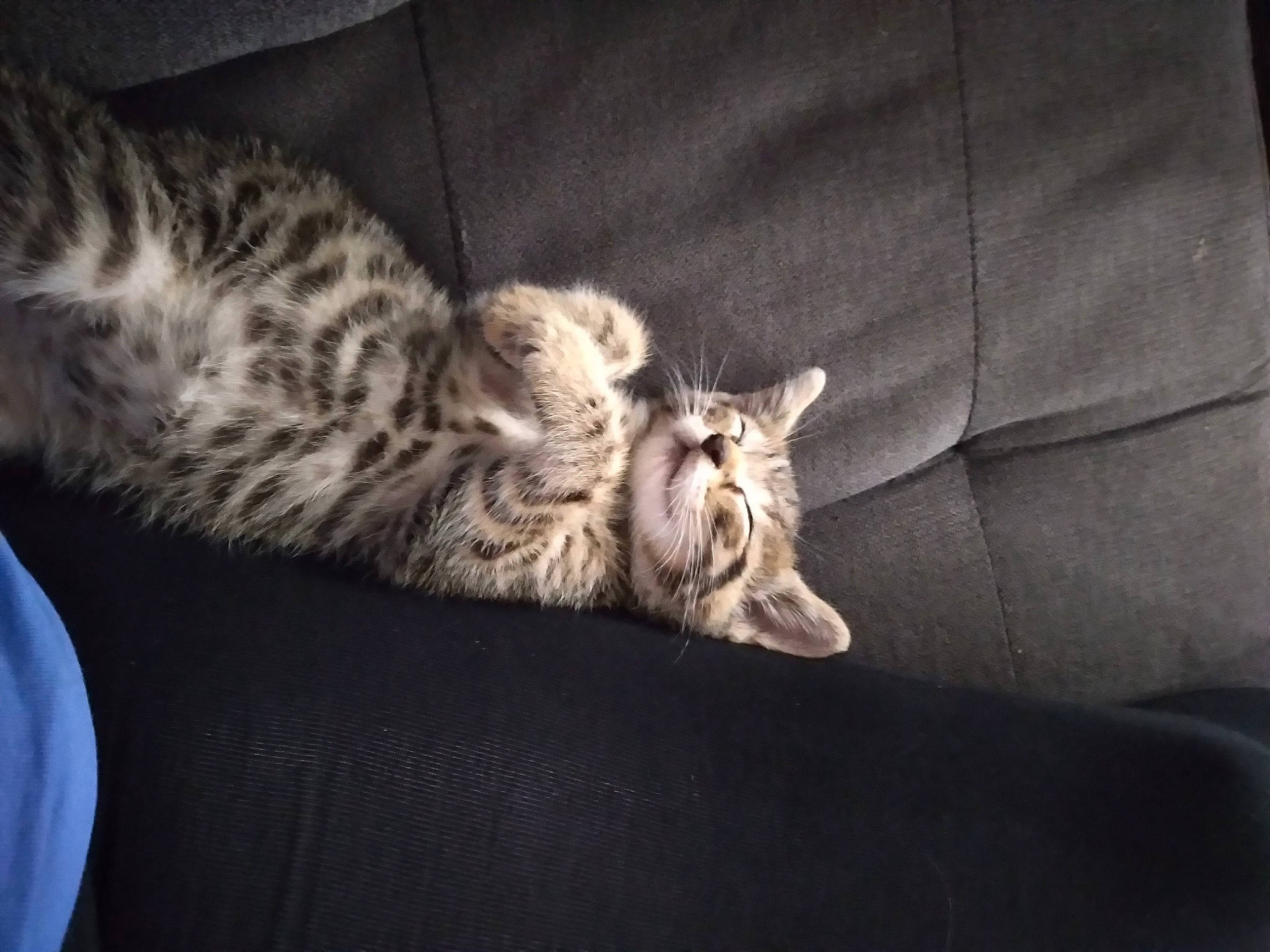 Simba is registered to the contest to win money with this photo: carnivore, cat, comfort, couch, darkness, domestic_short_haired_cat, felidae, fur, grey, paw, small_to_medium_sized_cats, tail, terrestrial_animal, whiskers, wildlife, wood