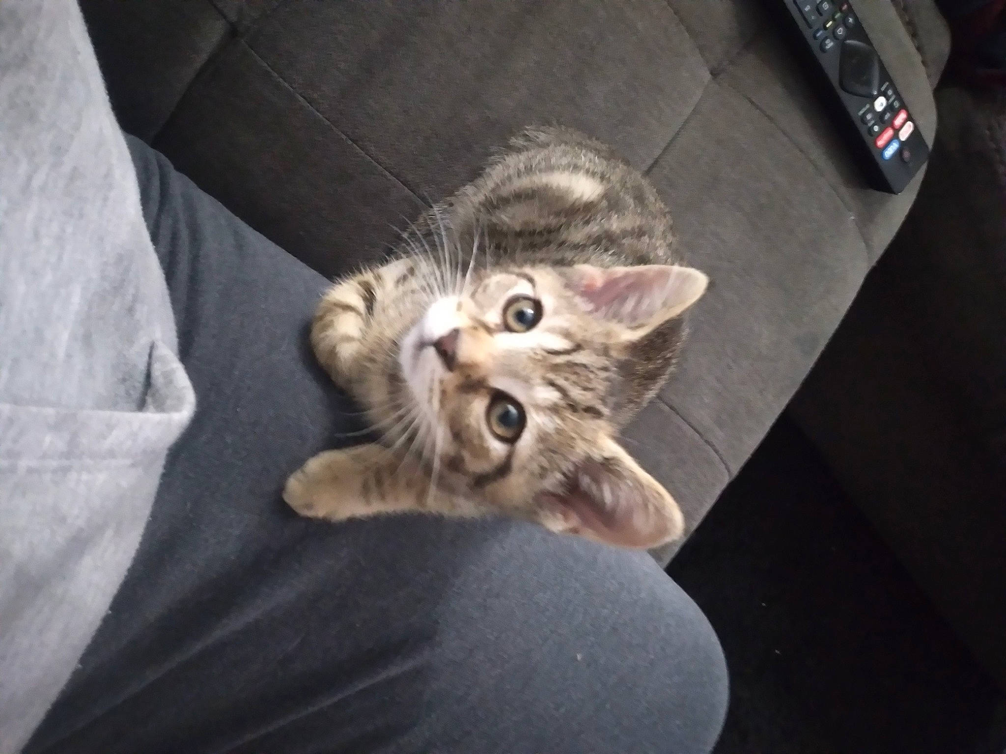 Simba is registered to the contest to win money with this photo: carnivore, cat, claw, comfort, domestic_short_haired_cat, ear, felidae, fur, grey, paw, small_to_medium_sized_cats, tail, whiskers