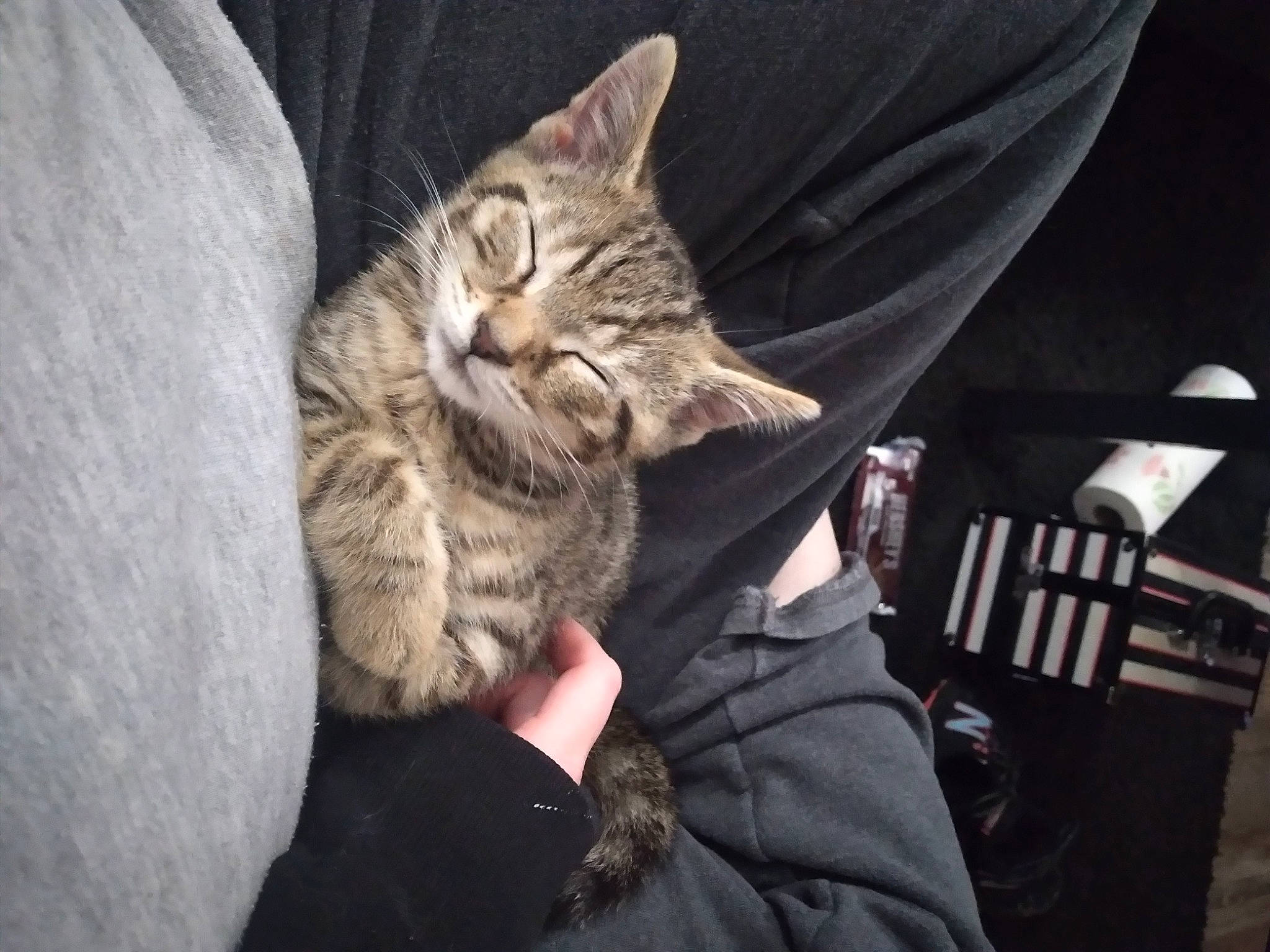 Simba joined the competition — help win amazing prizes! carnivore, cat, chair, claw, comfort, darkness, domestic_short_haired_cat, felidae, fur, gesture, grey, nap, paw, sitting, small_to_medium_sized_cats, whiskers