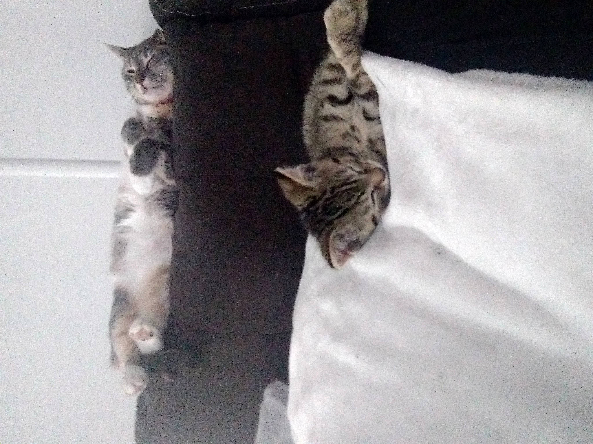 Eva is registered to the contest to win money with this photo: carnivore, cat, comfort, domestic_short_haired_cat, felidae, fur, grey, linens, paw, room, small_to_medium_sized_cats, tail, tree, whiskers