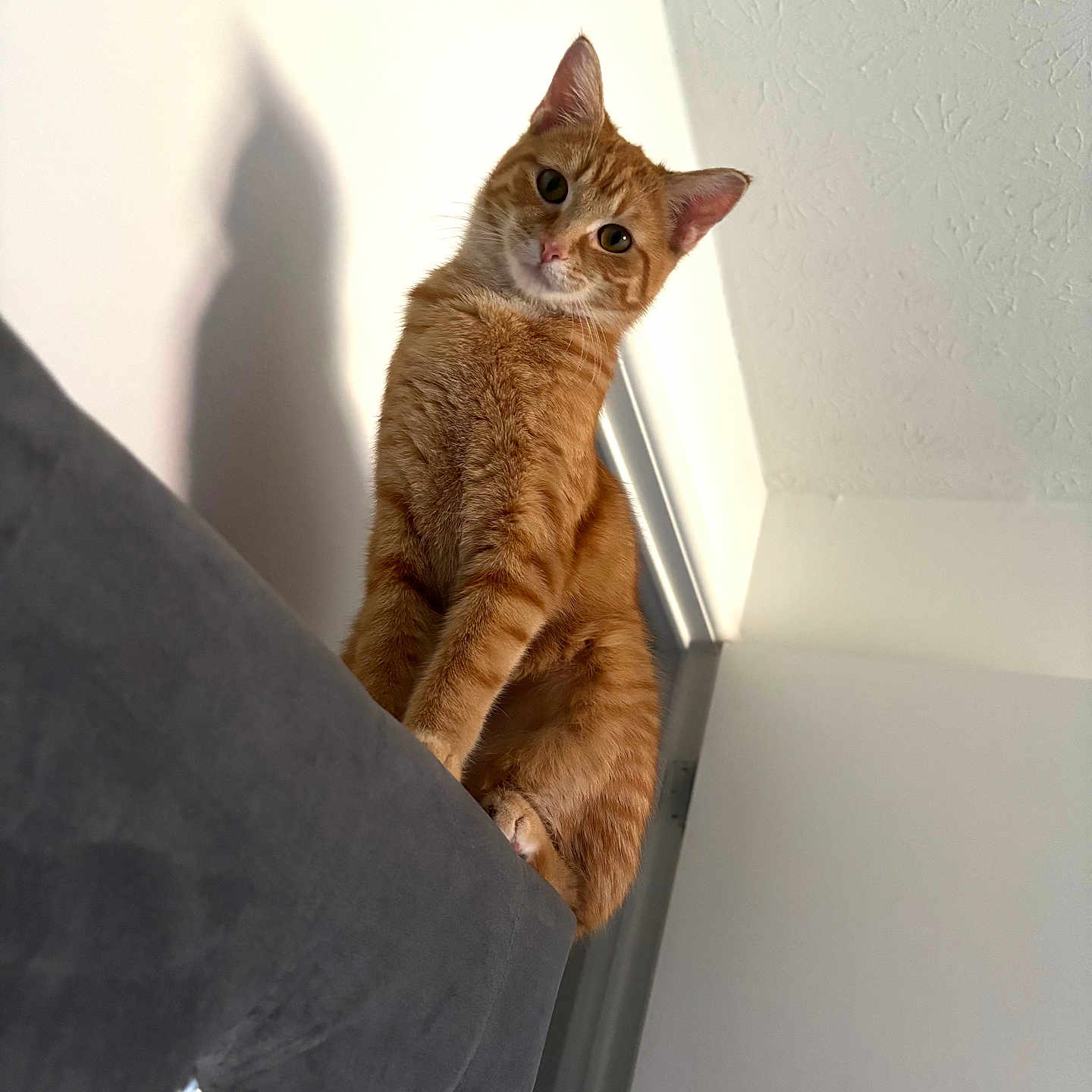 Cleo