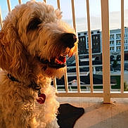 Hamster is registered to the contest to win money with this photo: dog, curly_fur, sunset, balcony, railing, urban, building, pet, happy, panting, collar, tag, outdoor, golden_hour, closeup, side_view, furry, animal, companion, domestic